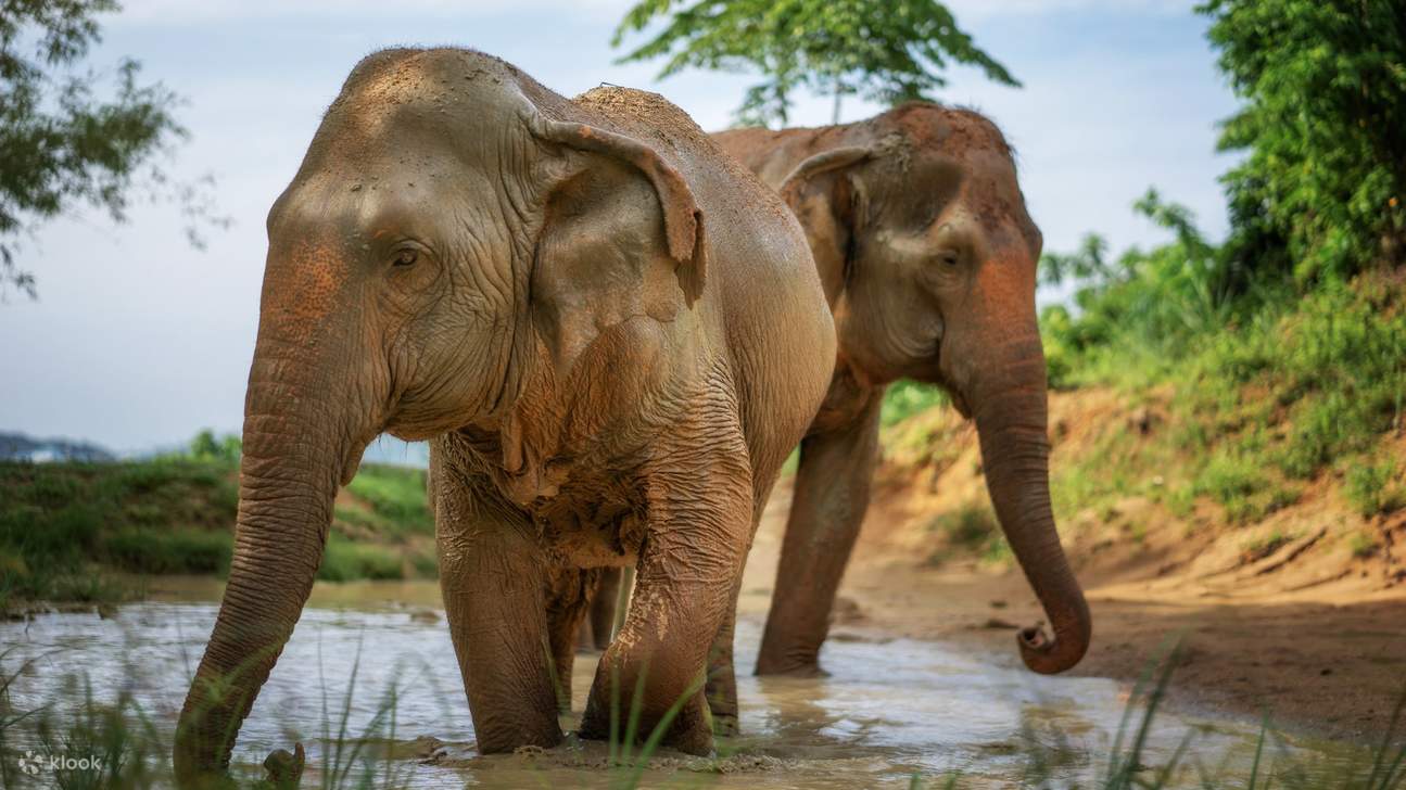 Gentle Giants in Their Natural Sanctuary