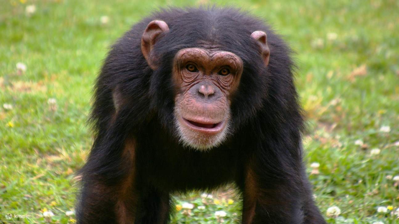 Ticket für den Zoo Lissabon