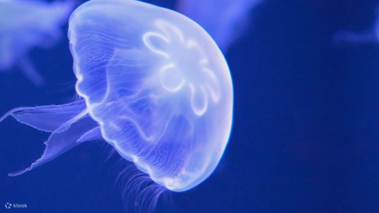 Biglietto per l'Acquario di Livorno