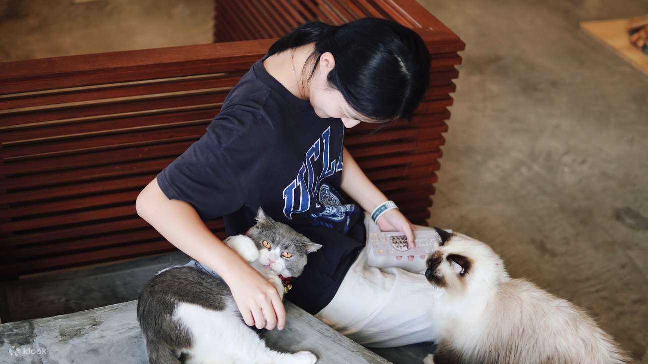 HOME by tales of paws 貓咪咖啡廳