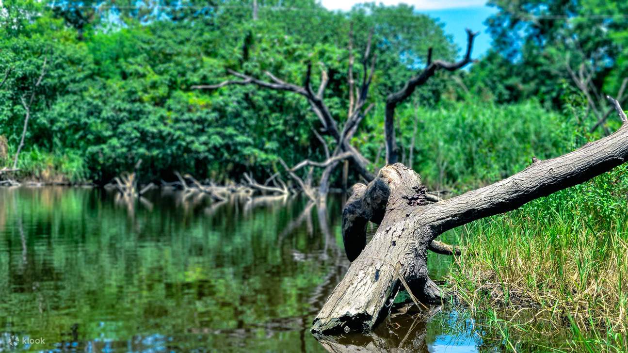 Madera gigante en el río