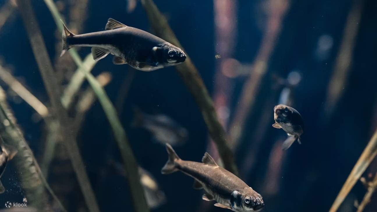 在里昂水族馆 (Aquarium of Lyon) 与澳洲小鲨鱼和色彩缤纷的热带物种近距离接触