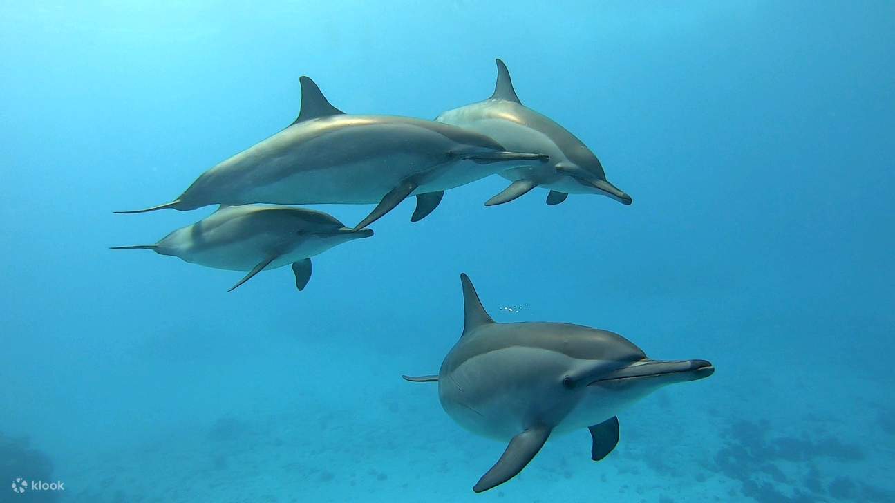 Marsa Alam - Tour đêm nhà cá heo Sataya 