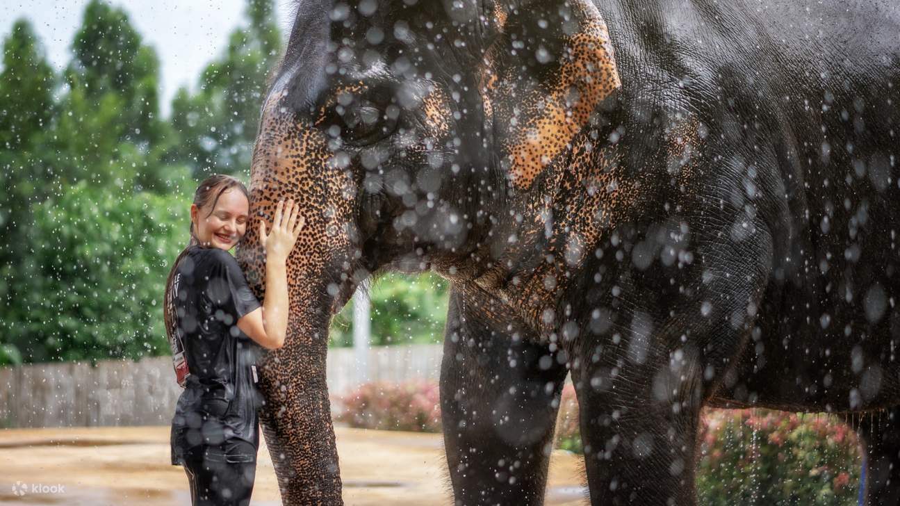Join the Fun: Shower an Elephant!