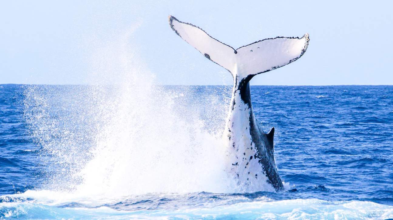 majestic whale