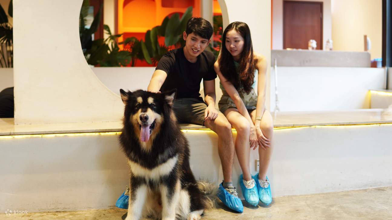 HOME Di Tales of Paws