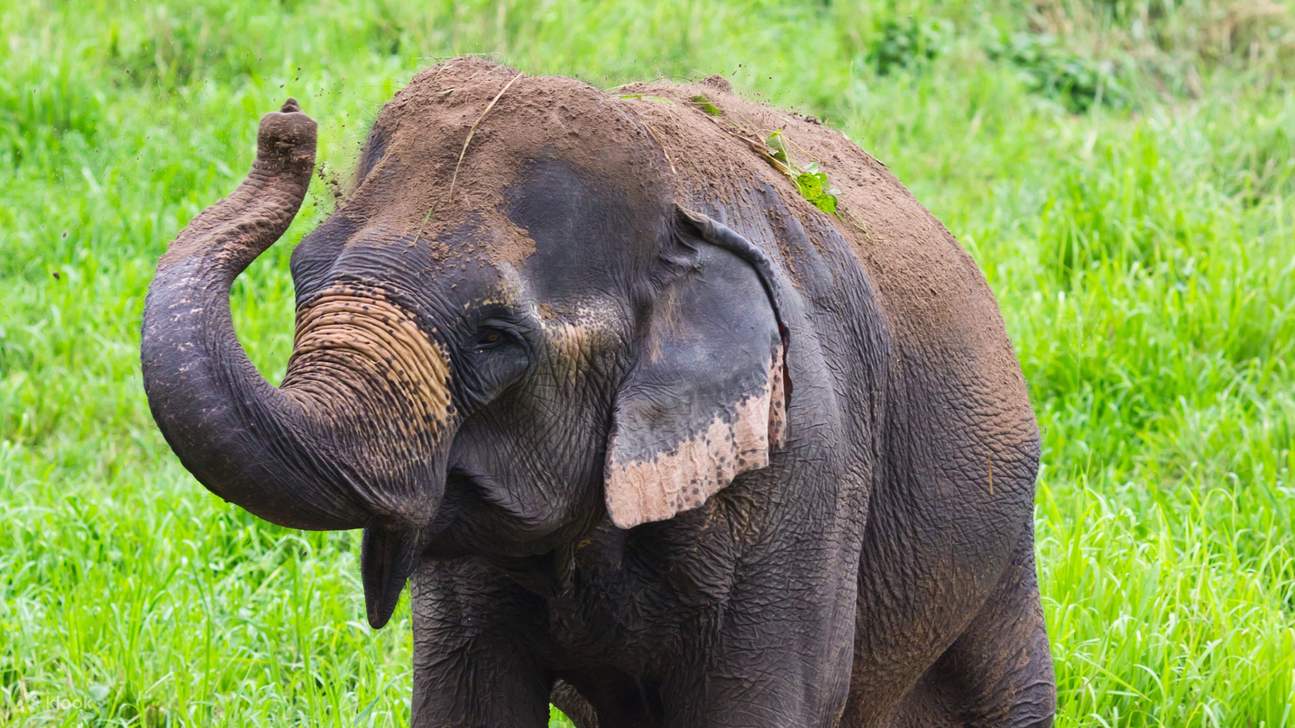 象の赤ちゃんがたくさんいます！