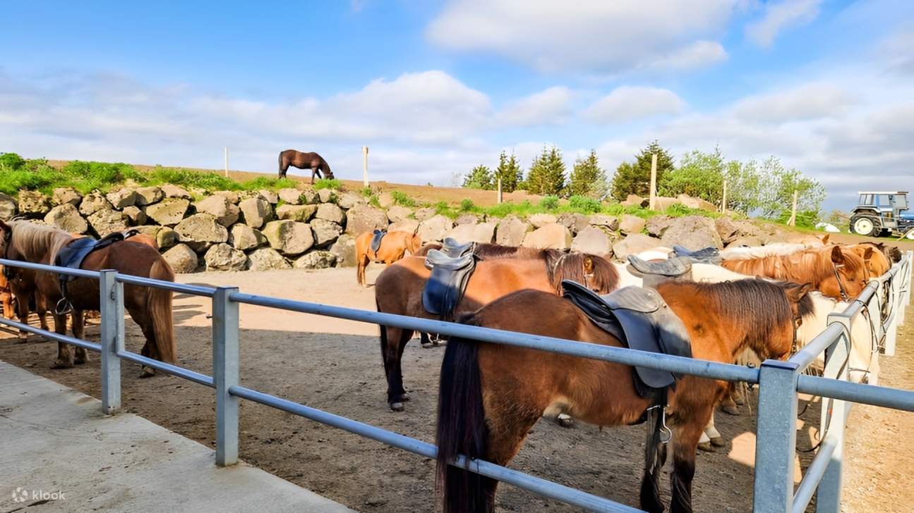 Des chevaux islandais patientant au soleil — votre aventure équestre commence ici même