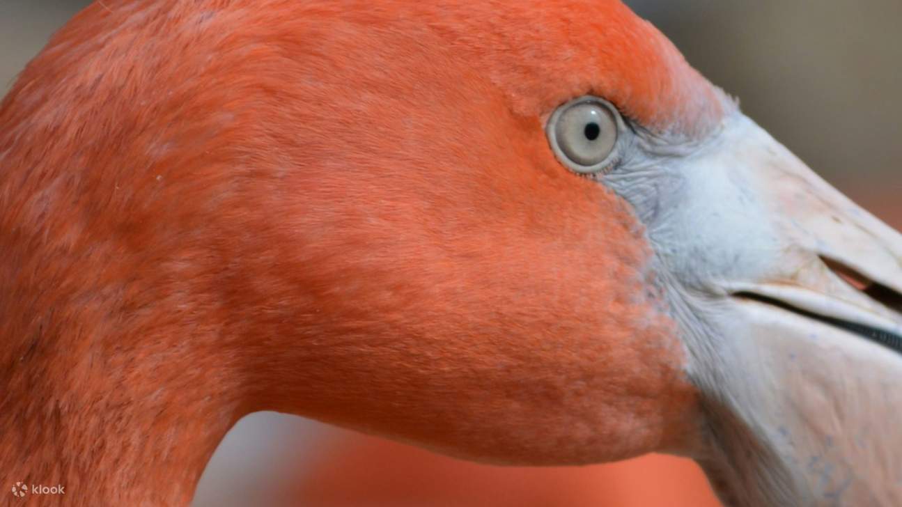 Laissez-vous émerveiller par les fleurs tropicales qui éclosent aux côtés de plantes méditerranéennes uniques dans des cadres pittoresques