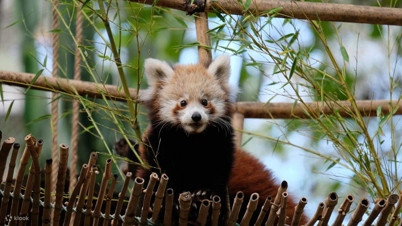 Entrada para el Zoo de Lisboa