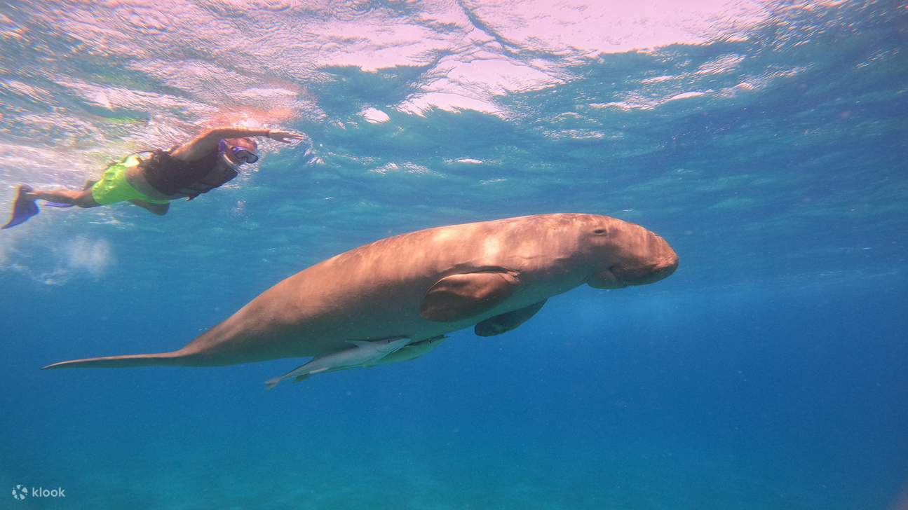 Snorkeling With Dugong Marsa Mubarak boat trip with lunch 