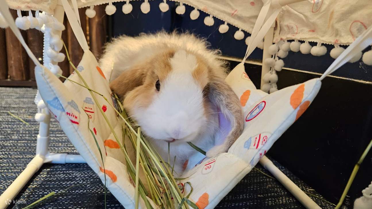 【Oferta exclusiva】 Hong Kong Ocean Park Cubo de Exploración | Destino ideal para familias