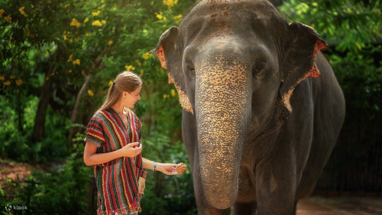 Memberi Makan Gajah-Gajah yang Lemah Lembut