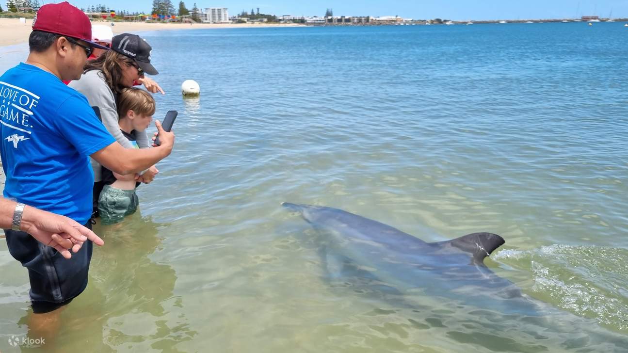 Билет в Dolphin Discovery Centre в Банбери