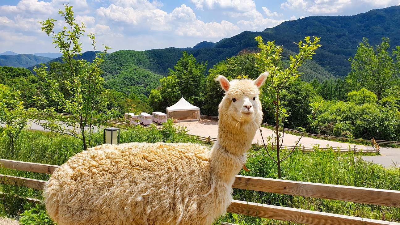 a woman feeding alpaca