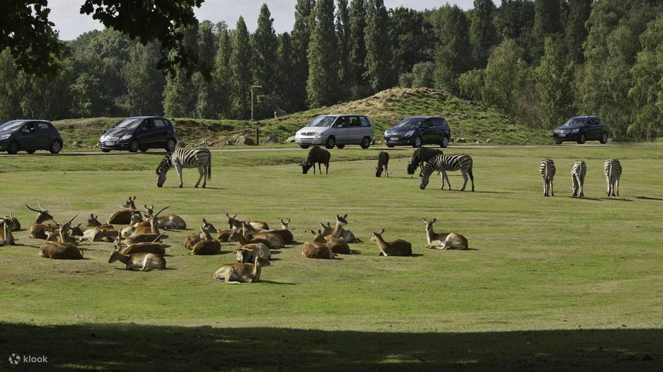 Gembiralah melihat interaksi beruk terbesar di dunia di habitat gorila mereka yang moden dan luas