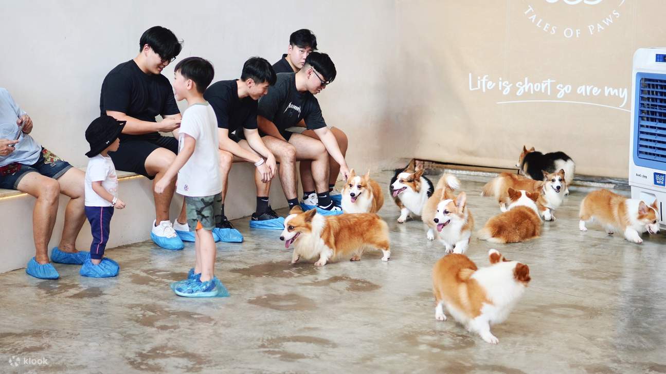 HOME Di Tales of Paws