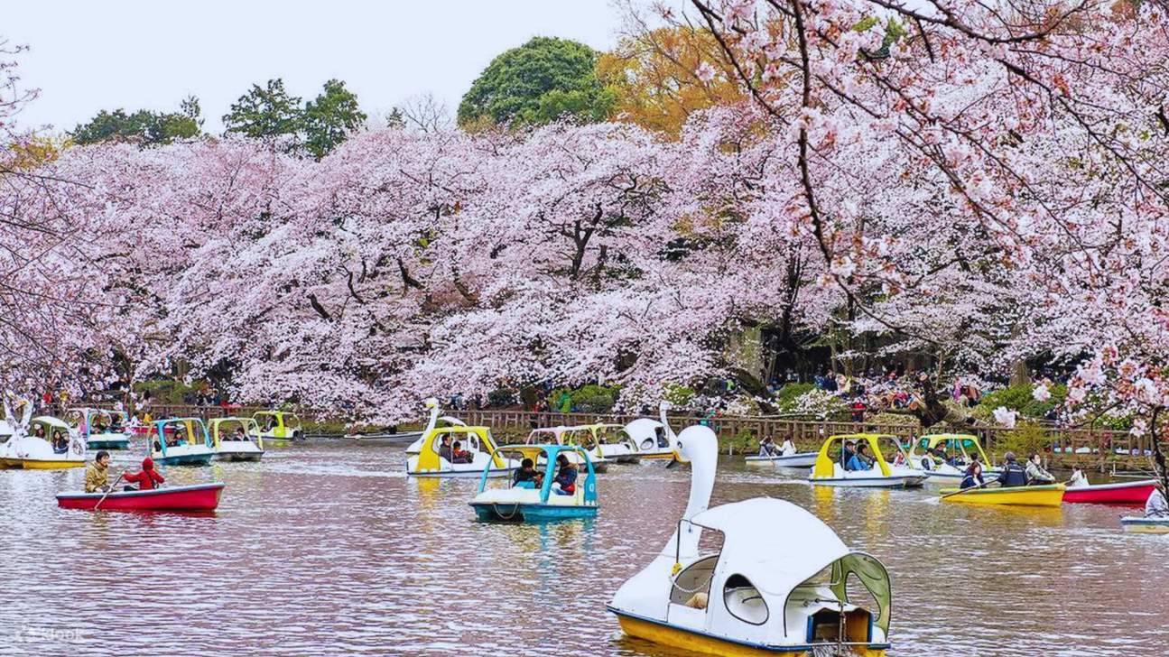 櫻花季的都立井の頭恩賜公園