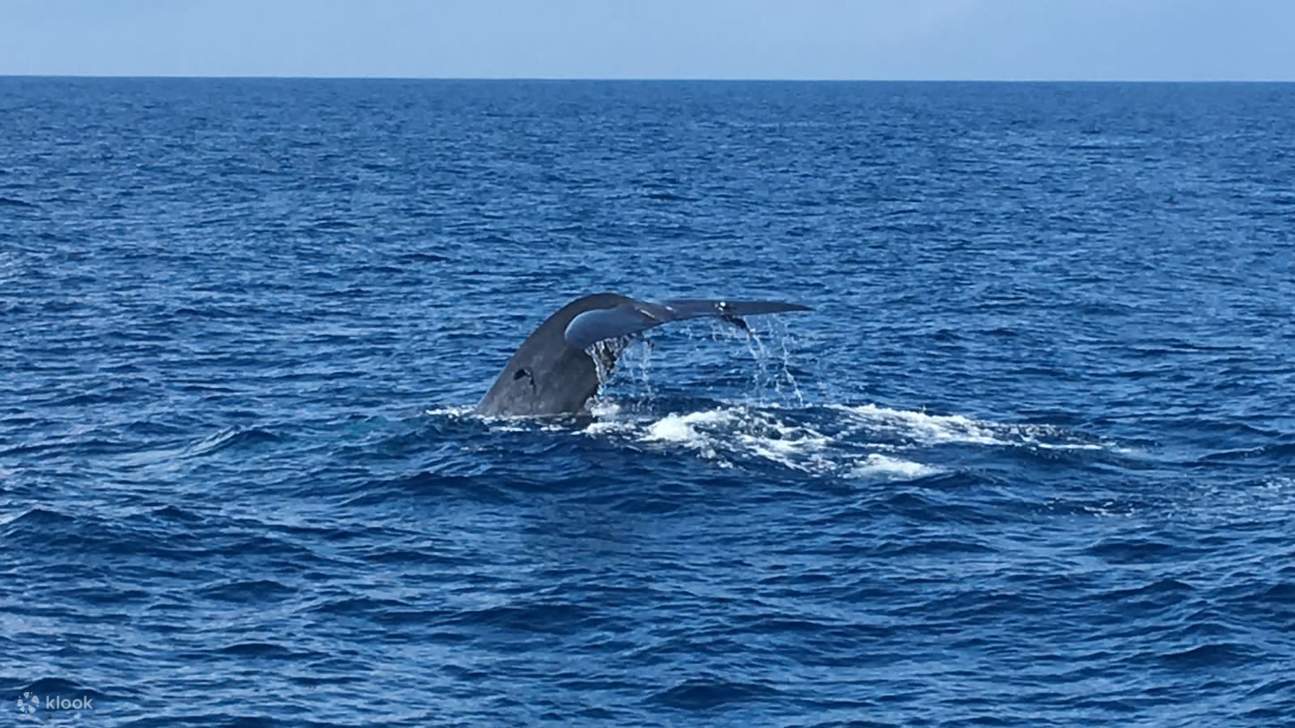 All Inclusive Mirissa Morning Whale Watching Boat Tour with Geeth