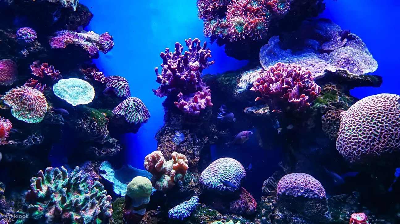 深入帕尔马水族馆进行探险，这里是令人着迷的海洋生物的家园！