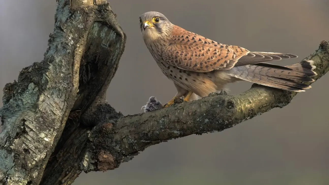 奥特洛梵高国家森林公园门票