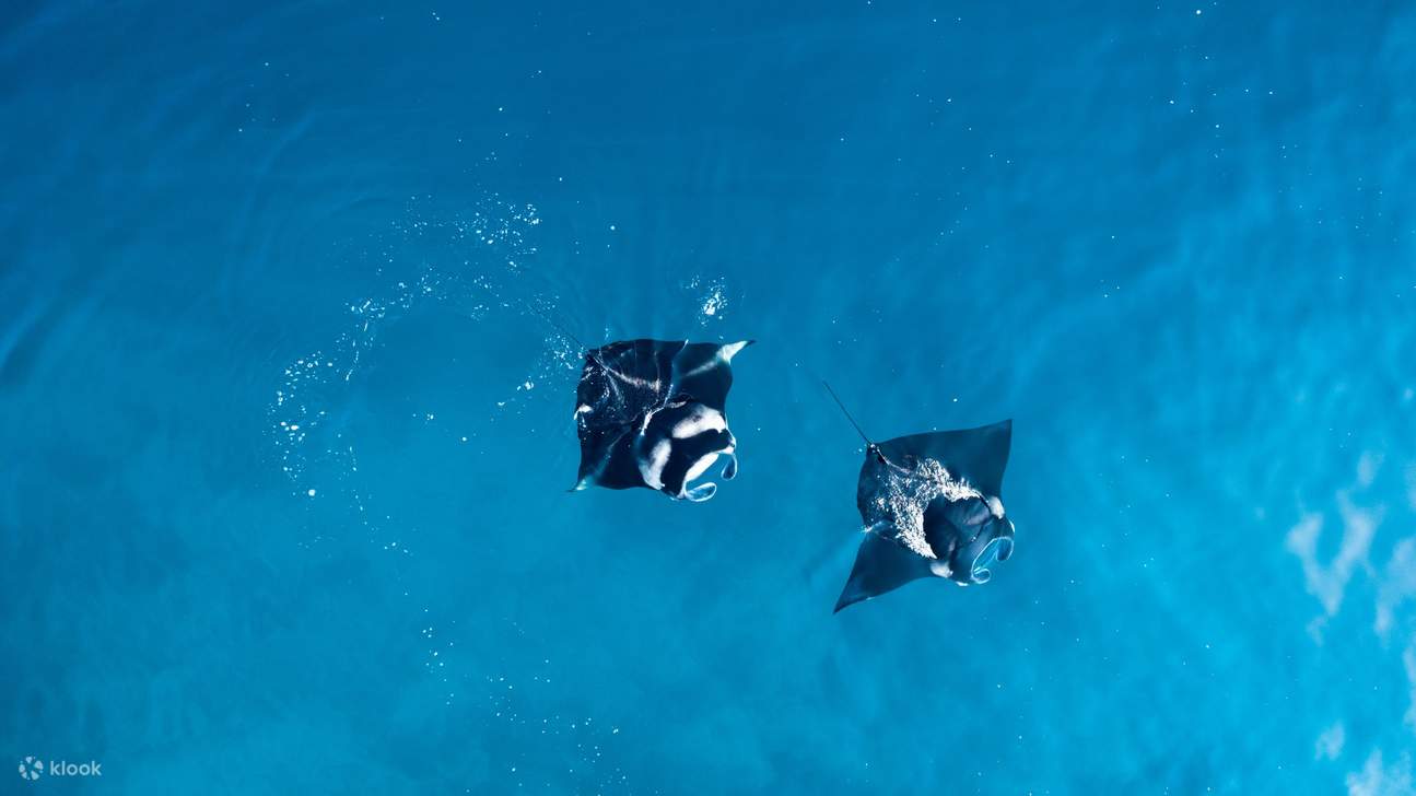 Manta Nusa Penida