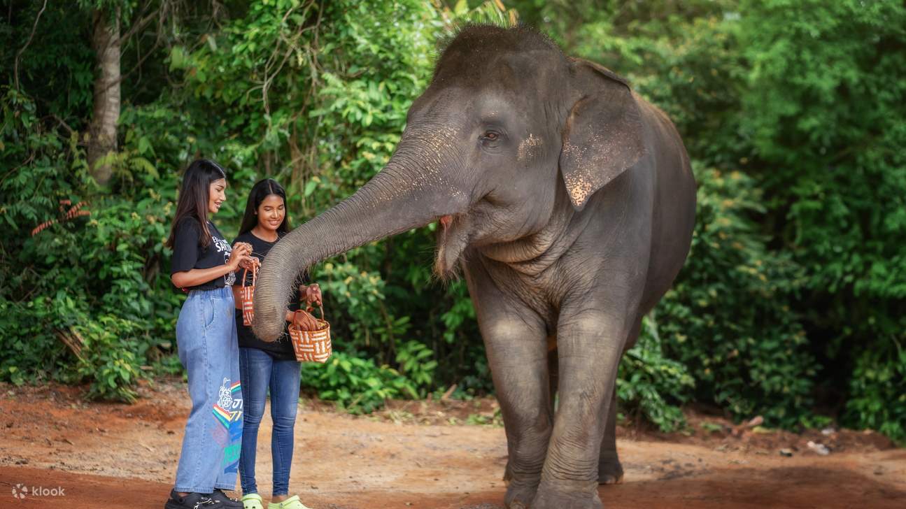 Memberi Makan Gajah-Gajah yang Lemah Lembut