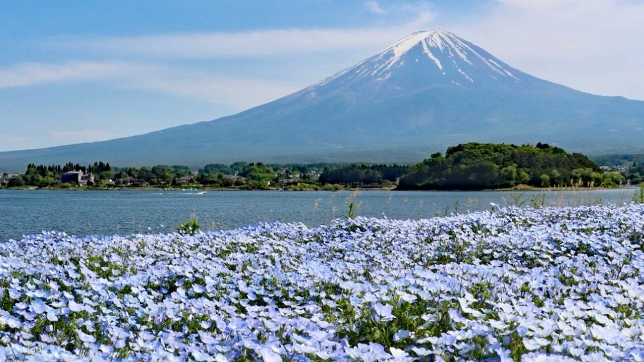 motosu-lake-moss-phlox-kawaguchiko-oishi-park-cherry-blossoms-mt