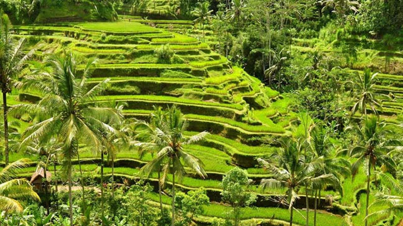 テガララン・ライステラスの息をのむような絶景をお楽しみください