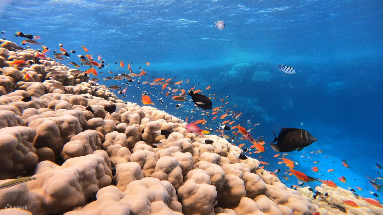 Snorkeling With Dugong Marsa Mubarak boat trip with lunch 