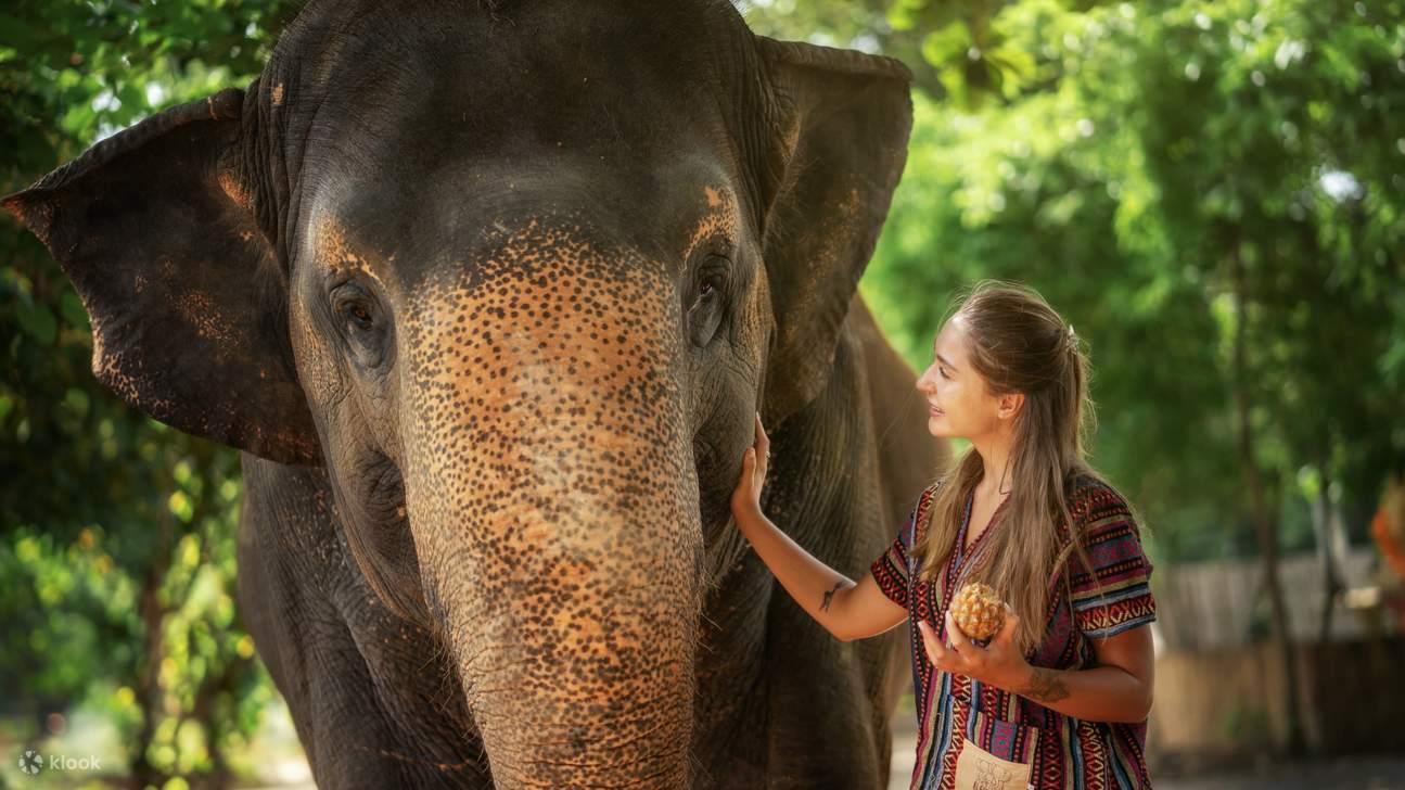 Hand-Feed Our Gentle Giants