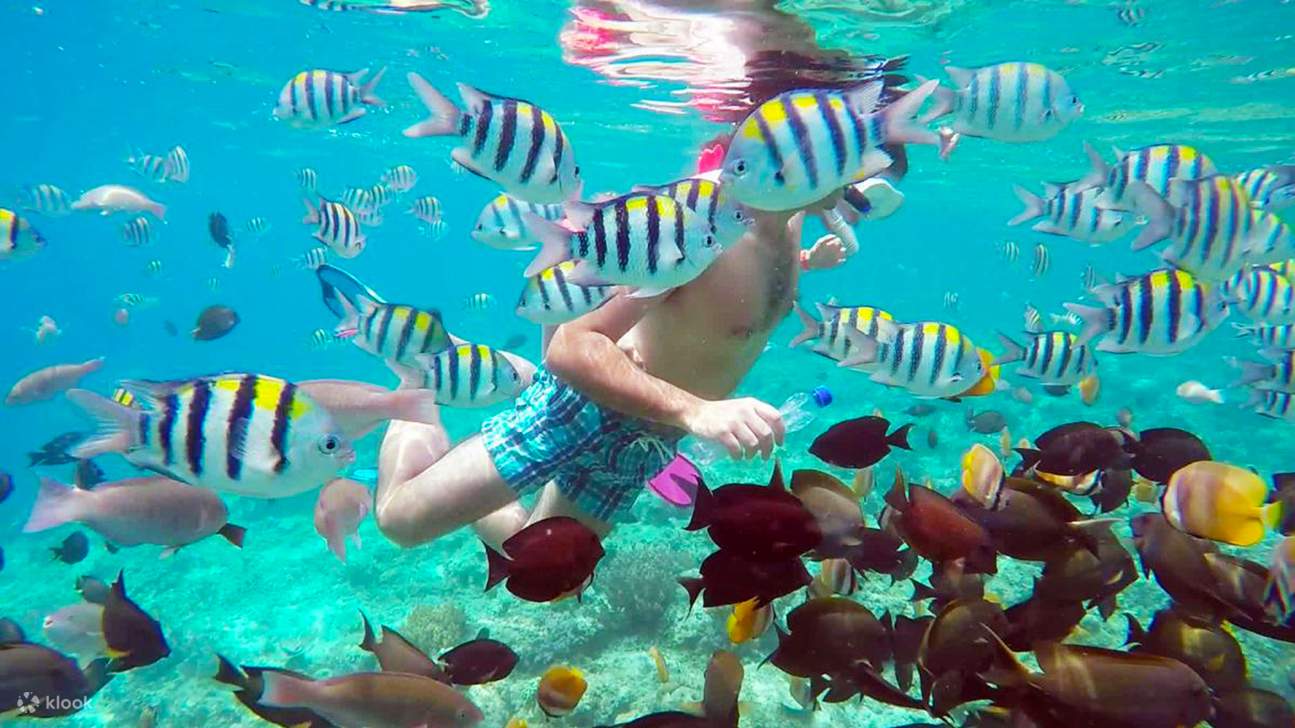 snorkeling bersama ikan-ikan di Gili Trawangan