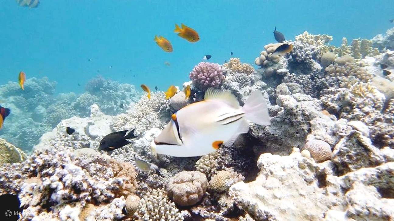Mar Rosso: Isola di Orange Bay e crociera con snorkeling e pranzo