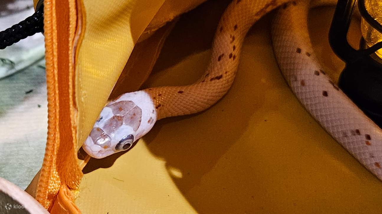 【Oferta exclusiva】 Hong Kong Ocean Park Cubo de Exploración | Destino ideal para familias