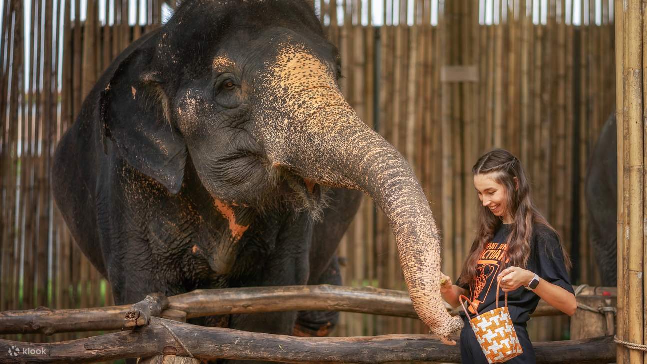 Hand-Feed Our Gentle Giants