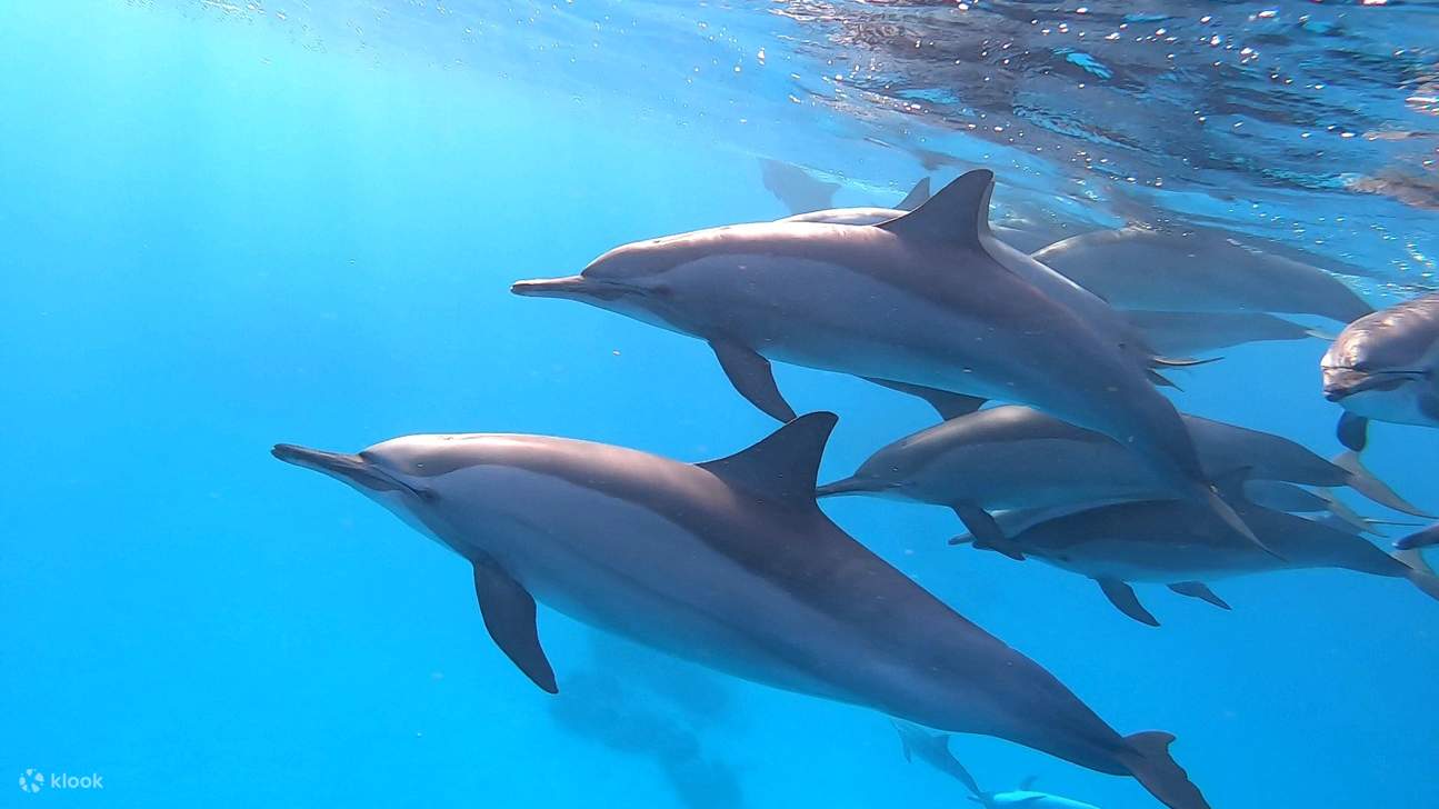 Marsa Alam - Tour đêm nhà cá heo Sataya 