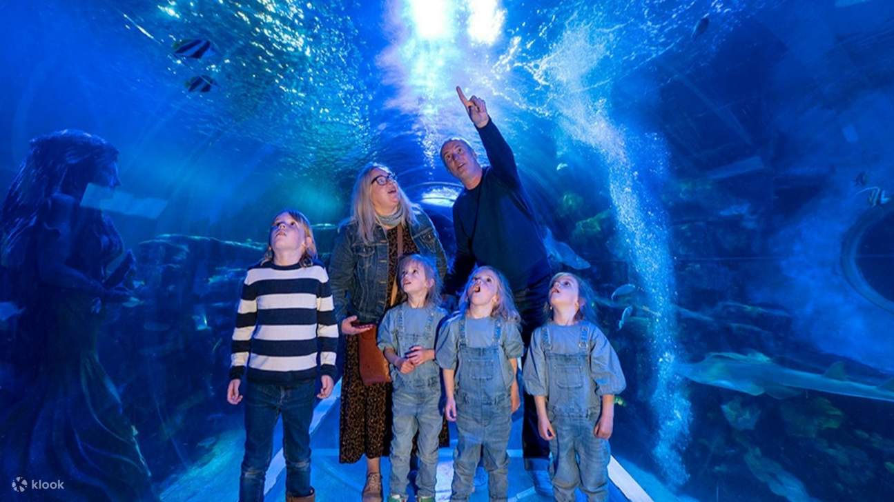 水中の世界に浸り、多様な海洋生物を発見しましょう