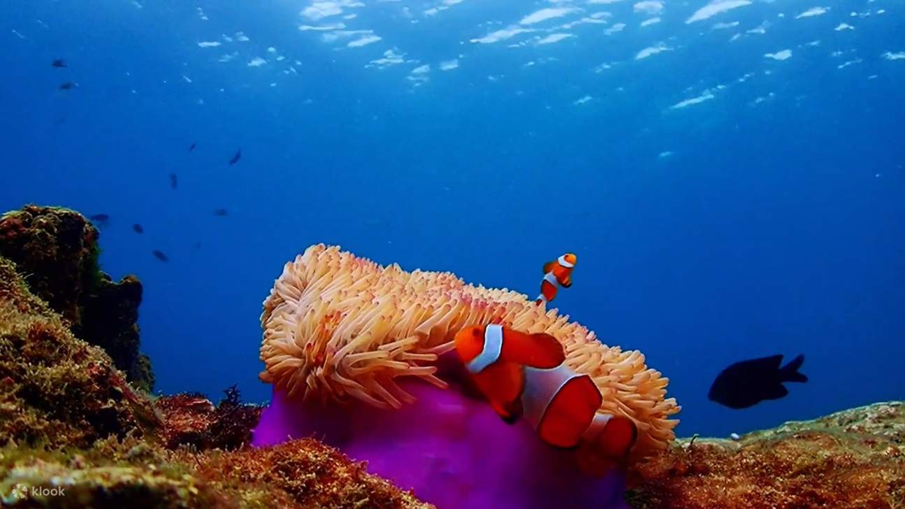Esperienza all'Isola di Nemo con Foto con Drone e Pranzo