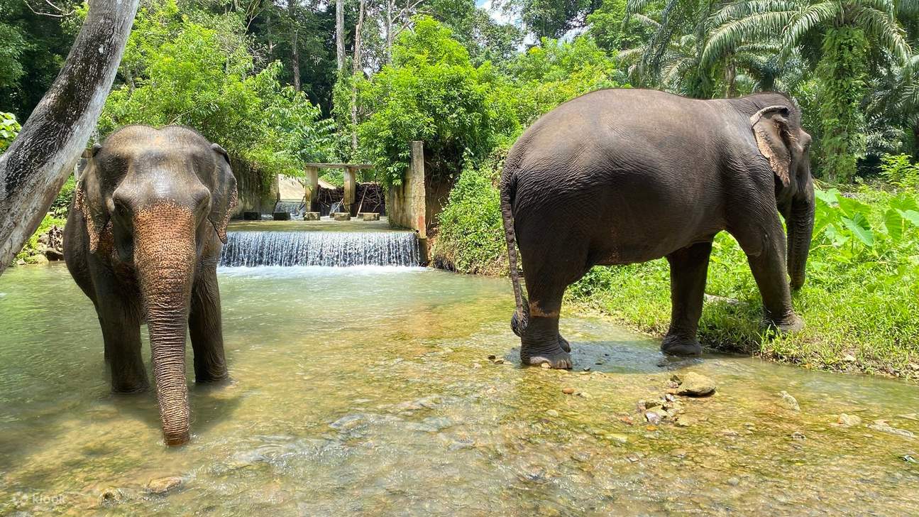 Tour Nửa Ngày Đến Krabi Elephant Care House
