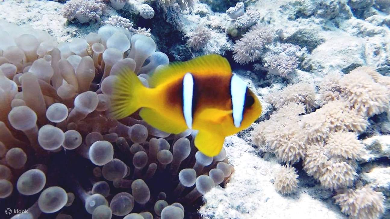 Mar Rosso: Isola di Orange Bay e crociera con snorkeling e pranzo