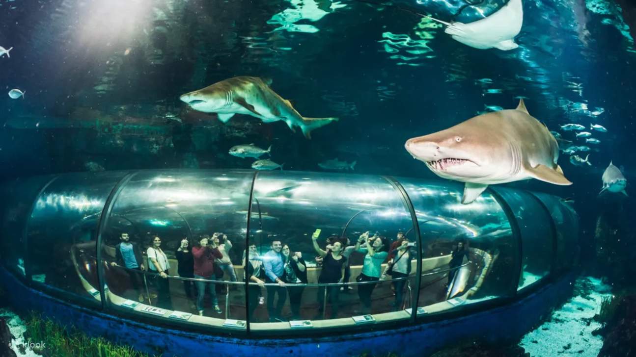 Un elegante tiburón de puntas negras se desliza con gracia a través del agua, exudando poder y elegancia.