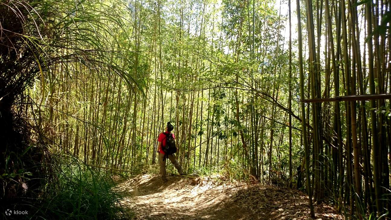 [The Tribe of God] Hsinchu Smangus & Zhenxibao Giant Tree Groves 2-Day ...