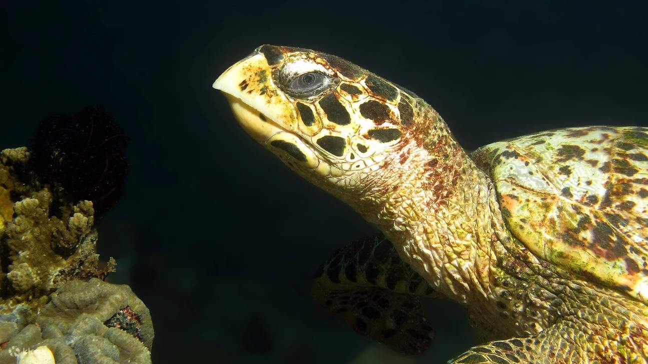 Bebaskan jiwa penjelajah Anda dengan Kursus Scuba Tingkat Lanjut kami di Anilao, tempat terumbu karang yang indah dan kehidupan laut yang beragam menanti