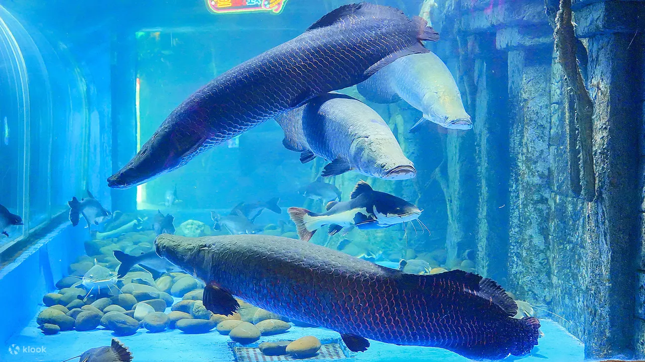 深圳观澜海洋世界门票