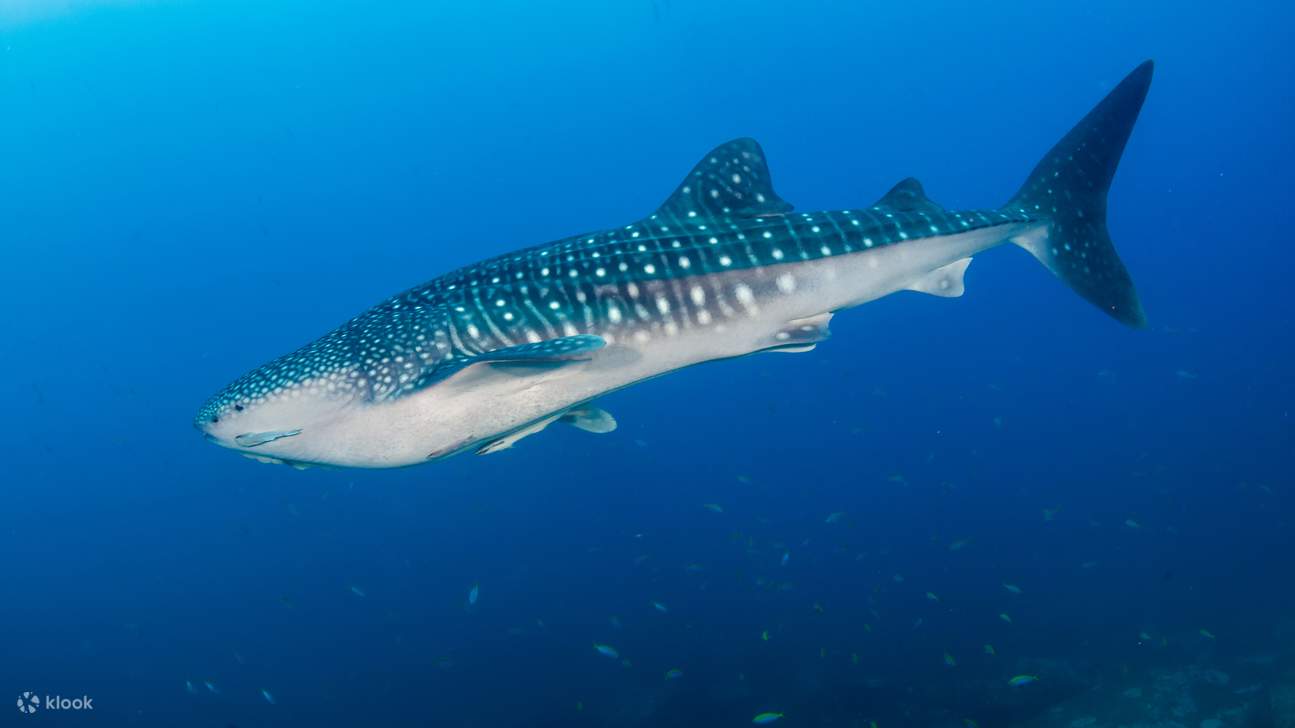 Donsol whaleshark