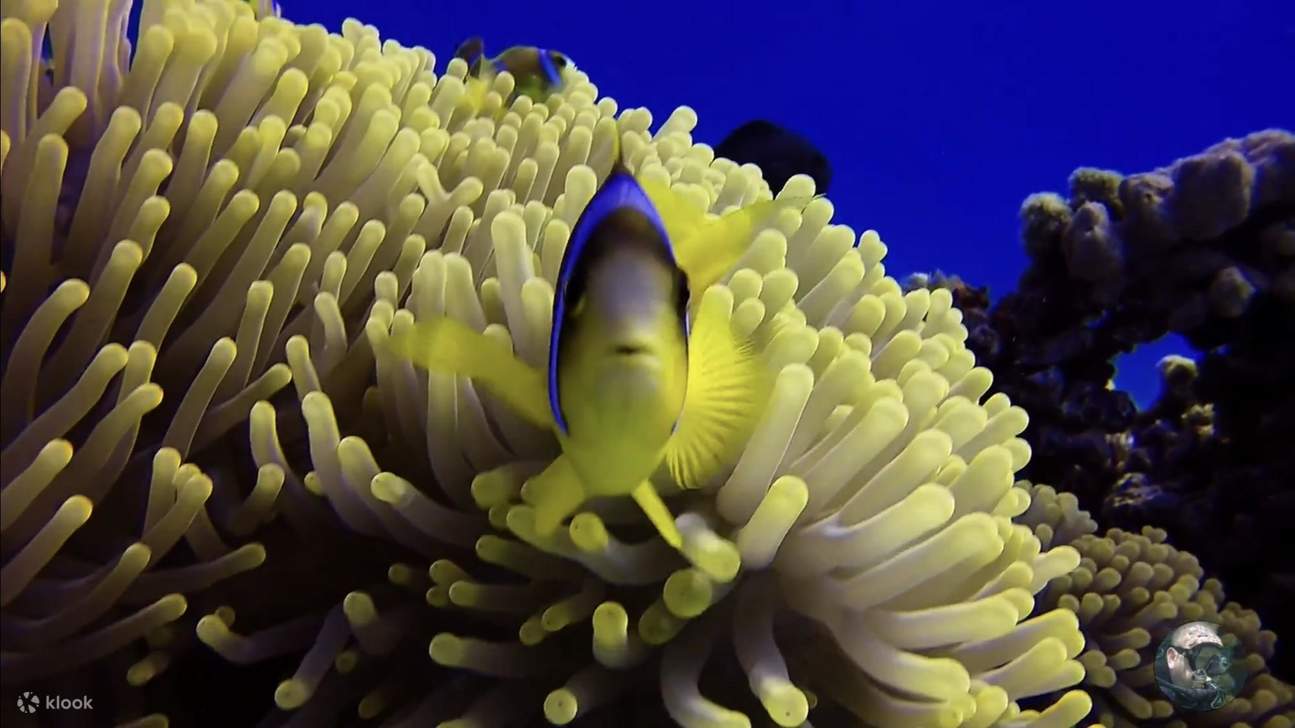 Aventure de plongée avec tuba à l'île de Tiran – Sharm El Sheikh