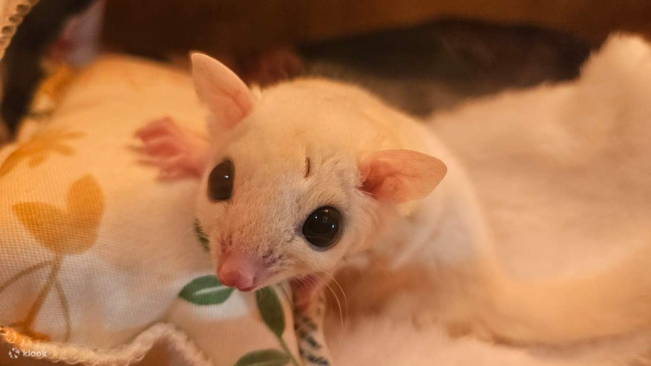 【Oferta exclusiva】 Hong Kong Ocean Park Cubo de Exploración | Destino ideal para familias