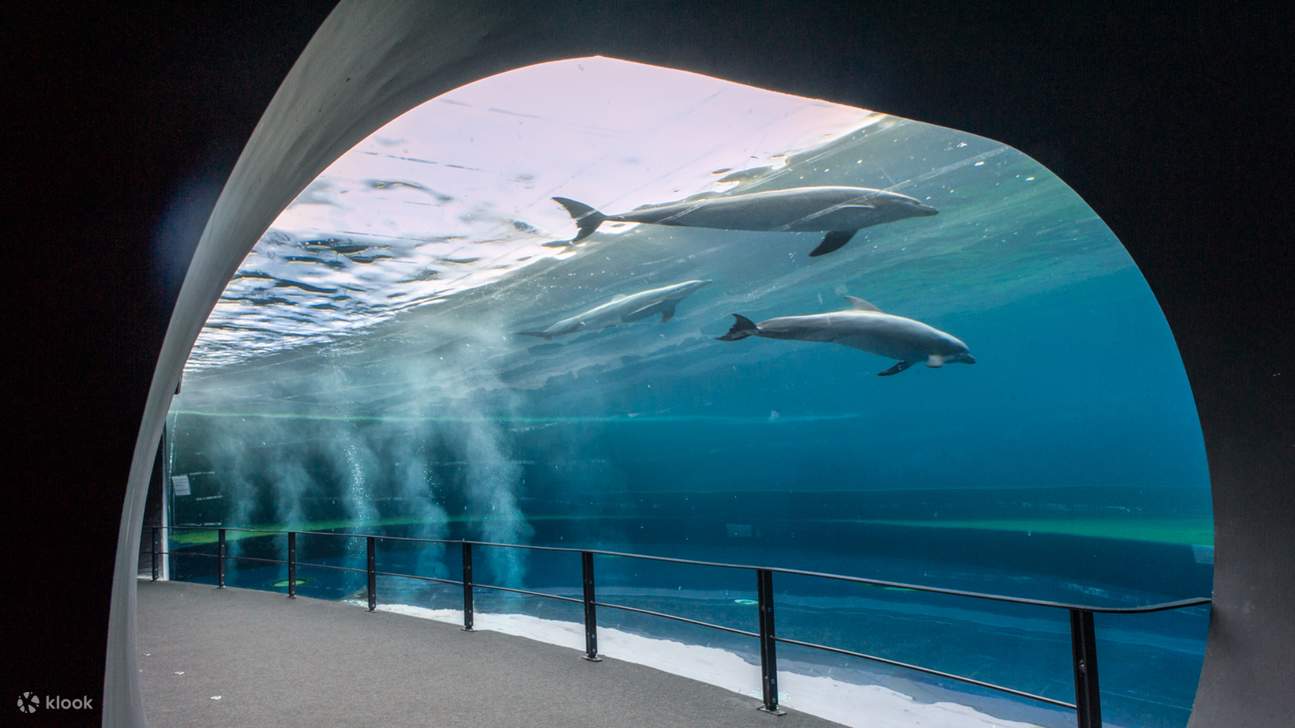 Découvrez les merveilles des profondeurs lors d'un voyage aquatique immersif