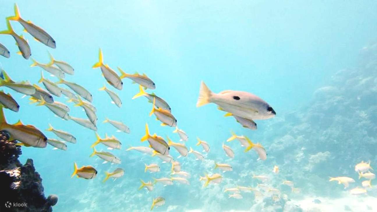 Mar Rosso: Isola di Orange Bay e crociera con snorkeling e pranzo