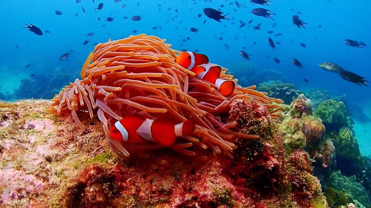 Esperienza all'Isola di Nemo con Foto con Drone e Pranzo
